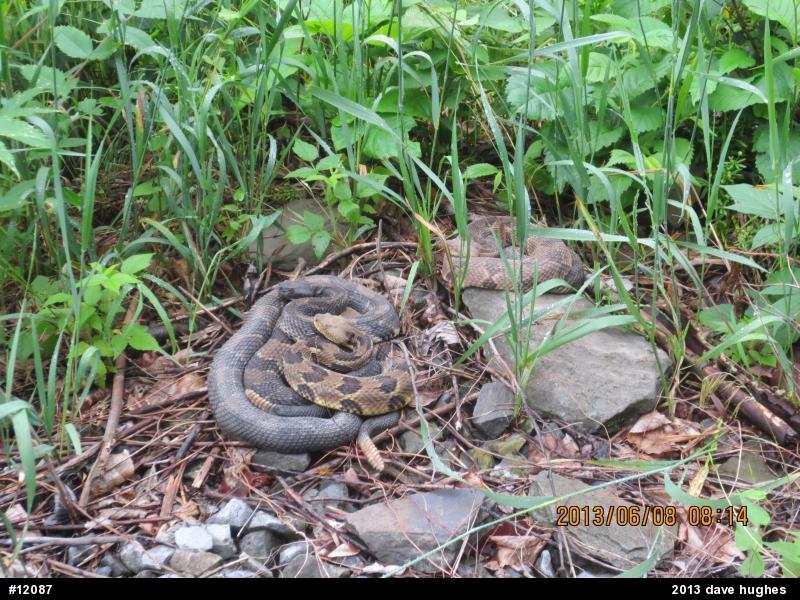 Timber Rattlesnake