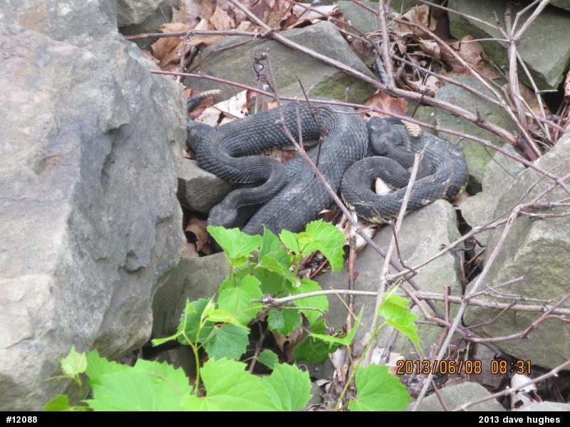 Timber Rattlesnake