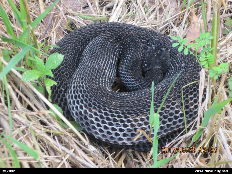 Timber Rattlesnake