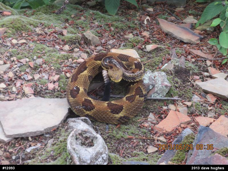 Timber Rattlesnake