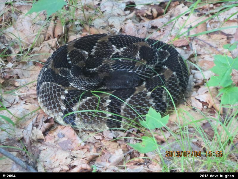 Timber Rattlesnake
