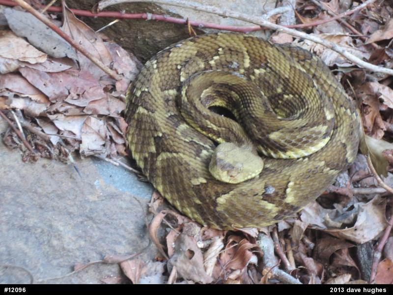 Timber Rattlesnake