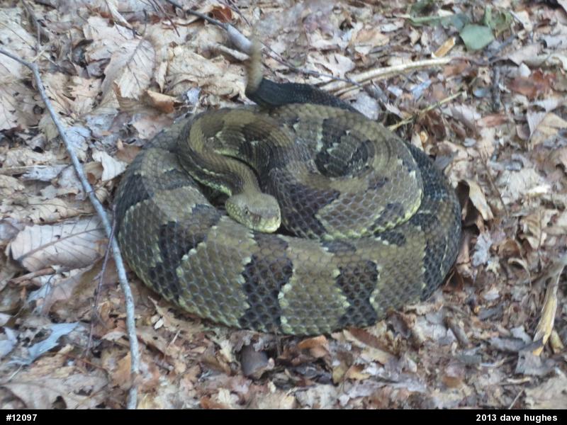 Timber Rattlesnake