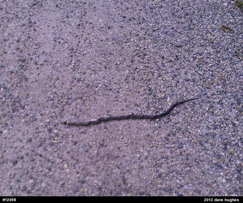 Northern Ring-necked Snake