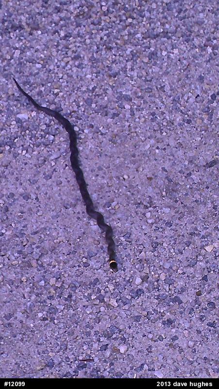 Northern Ring-necked Snake