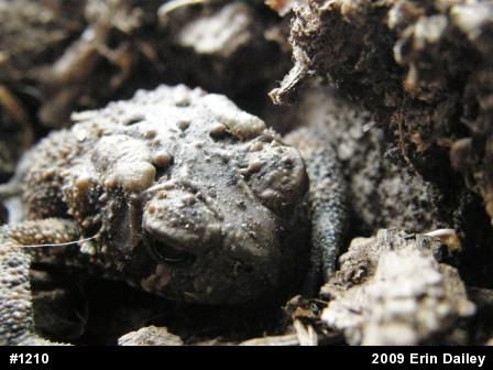 Eastern American Toad