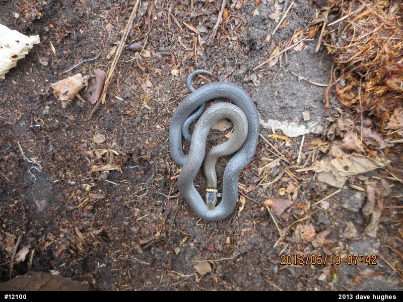 Northern Ring-necked Snake