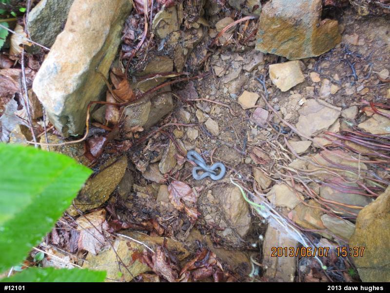 Northern Ring-necked Snake