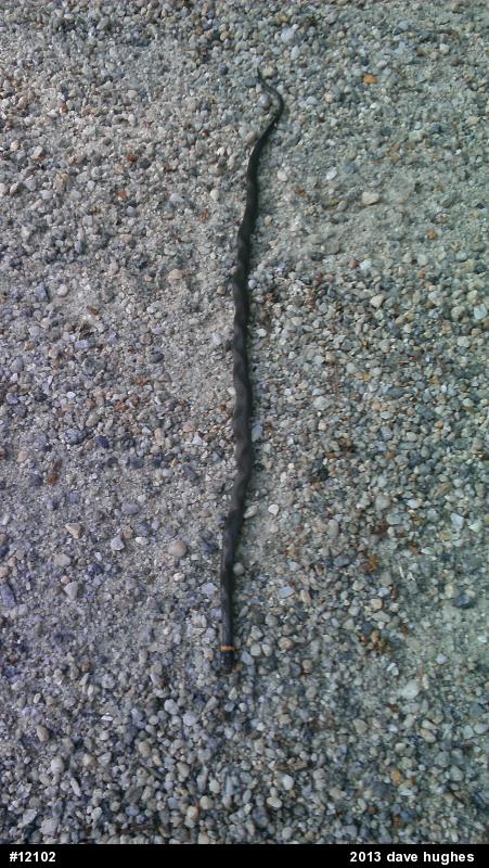 Northern Ring-necked Snake