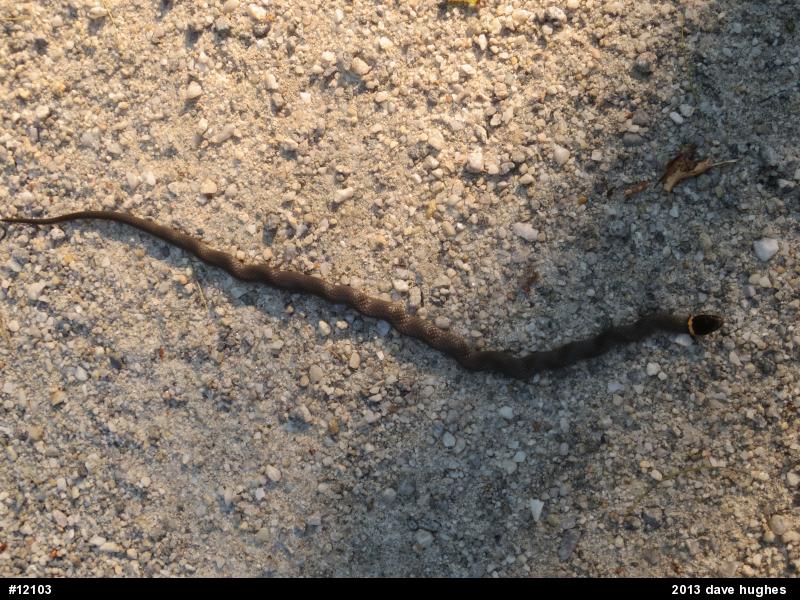 Northern Ring-necked Snake