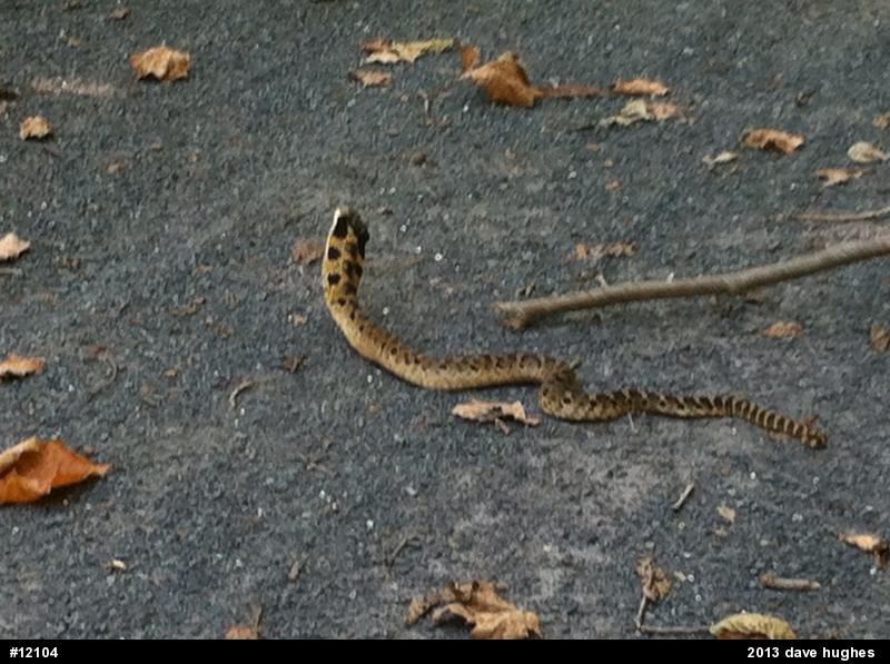 Eastern Hog-nosed Snake