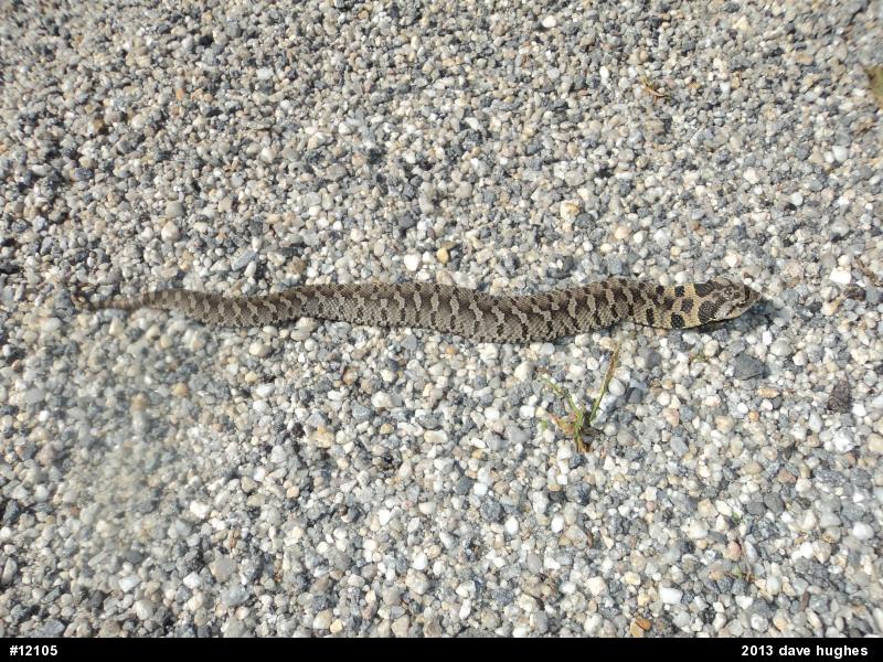 Eastern Hog-nosed Snake