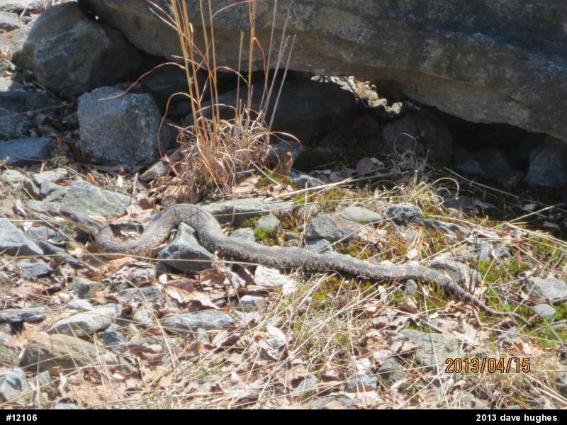Eastern Hog-nosed Snake