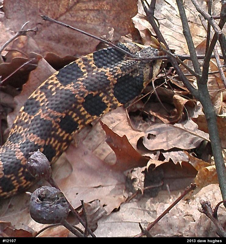 Eastern Hog-nosed Snake