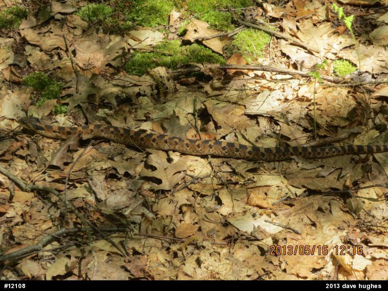 Eastern Hog-nosed Snake