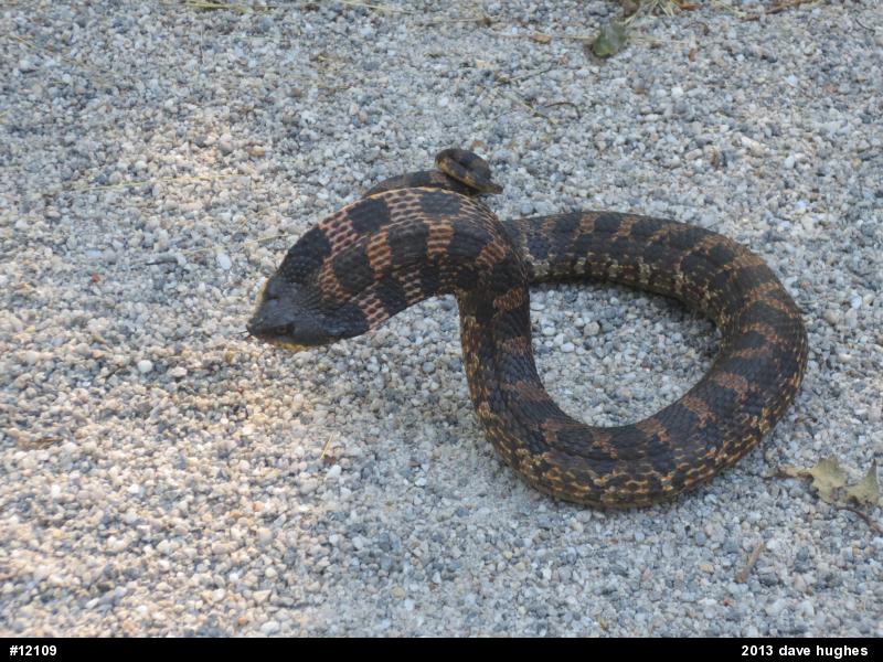 Eastern Hog-nosed Snake