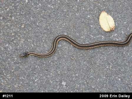 Eastern Gartersnake
