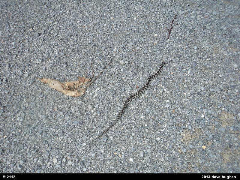 Northern Watersnake