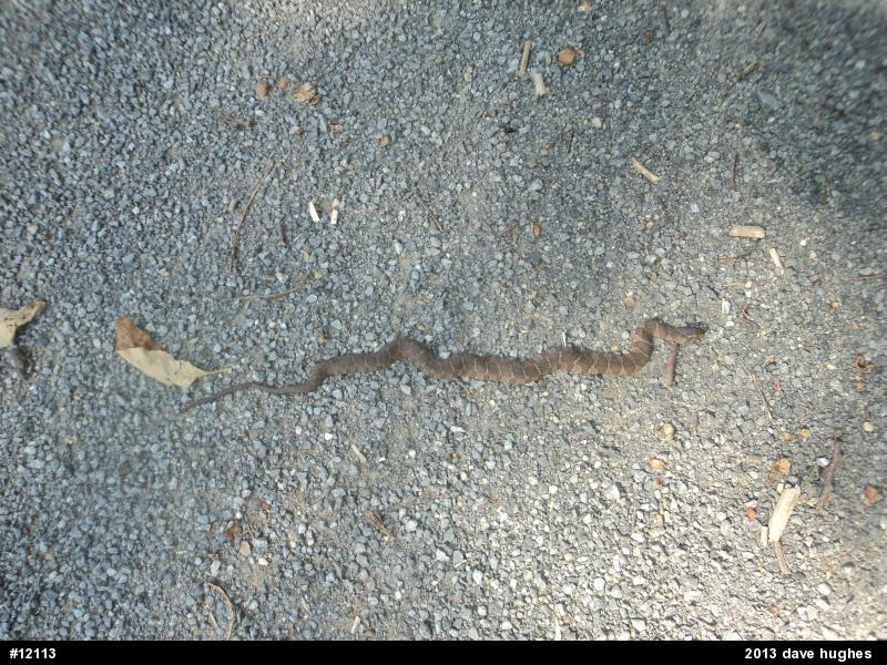 Northern Watersnake