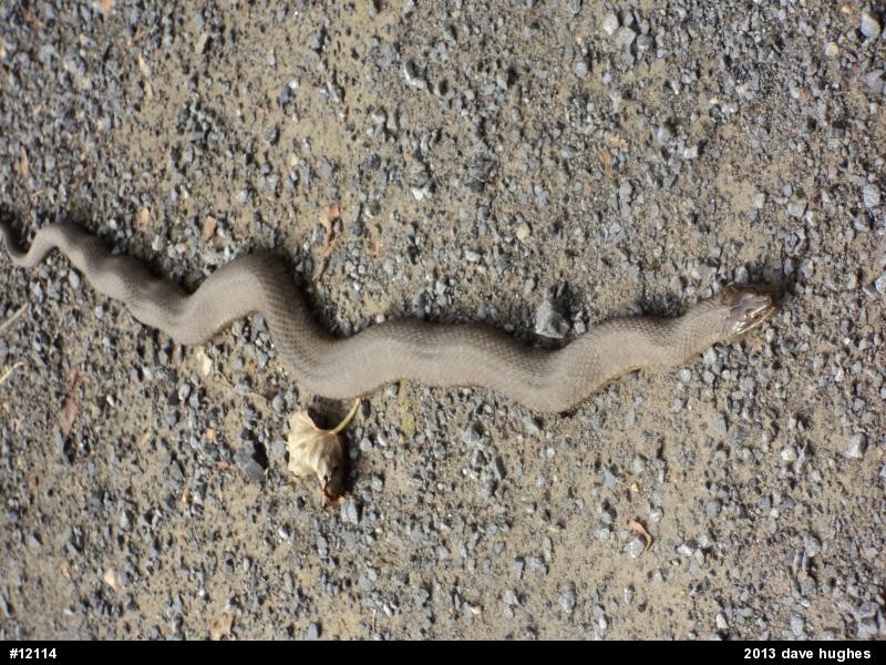 Northern Watersnake