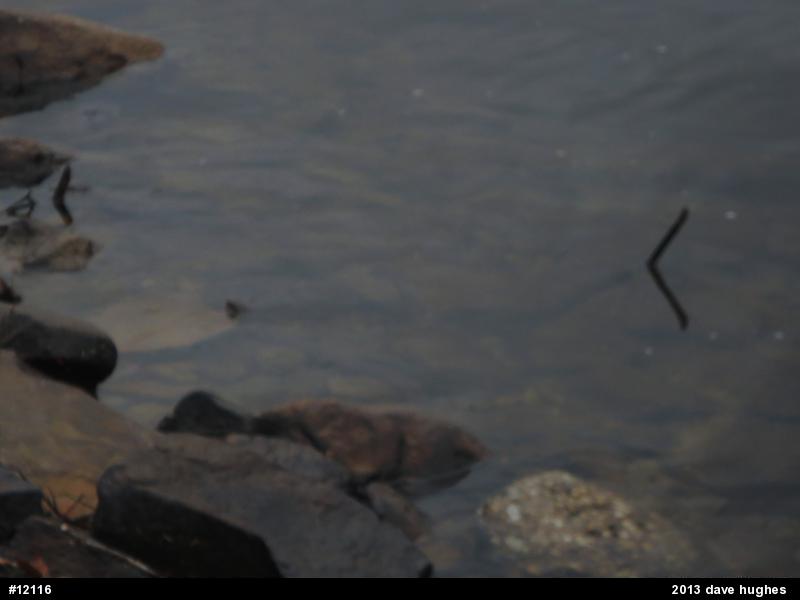Northern Watersnake