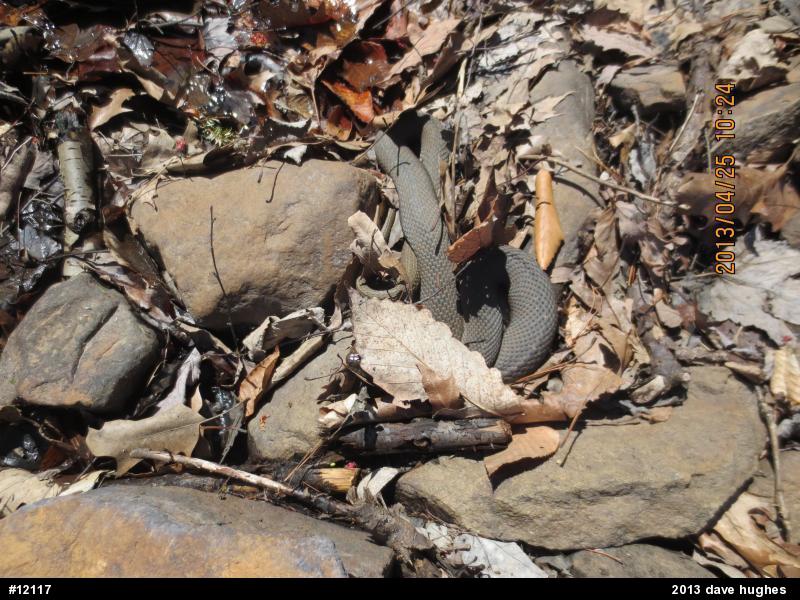 Northern Watersnake