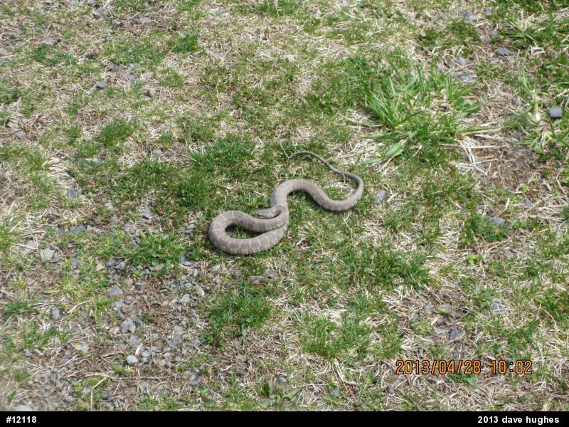 Northern Watersnake