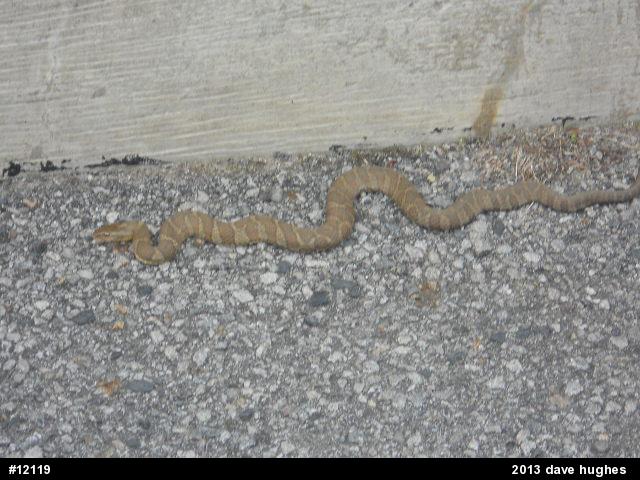 Northern Watersnake