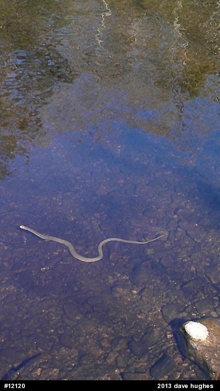 Northern Watersnake