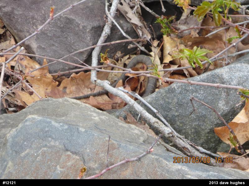 Northern Watersnake