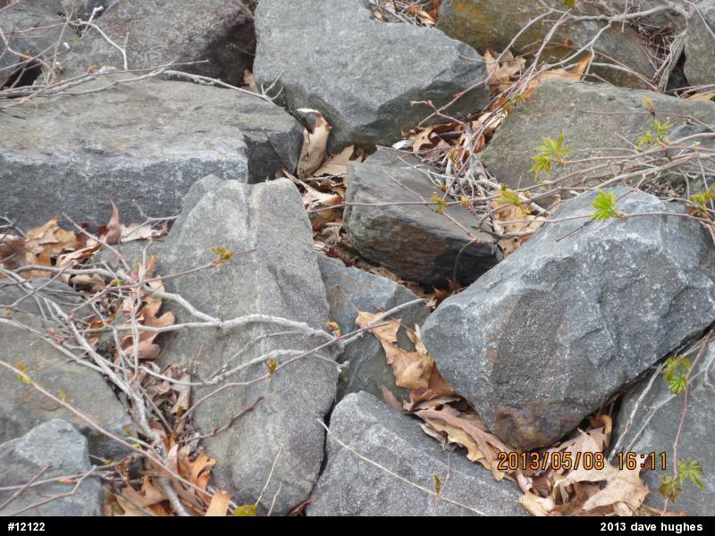 Northern Watersnake