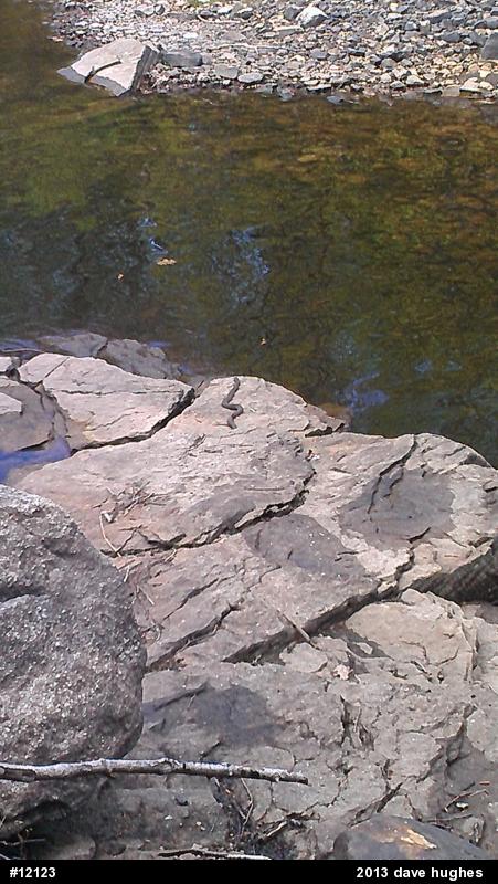 Northern Watersnake