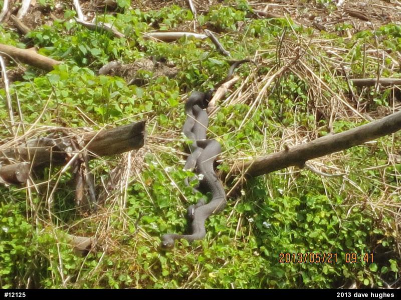 Northern Watersnake