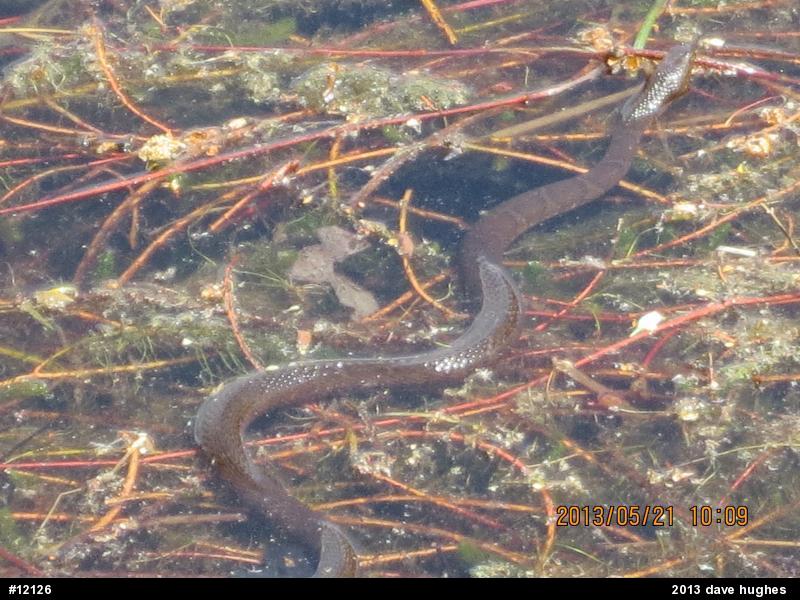 Northern Watersnake