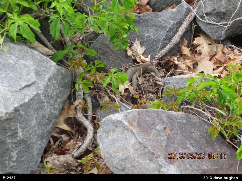 Northern Watersnake