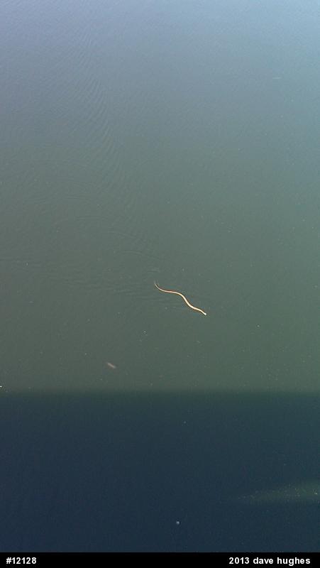 Northern Watersnake