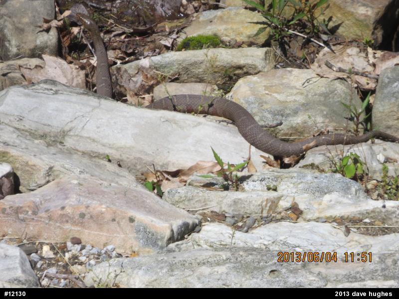Northern Watersnake