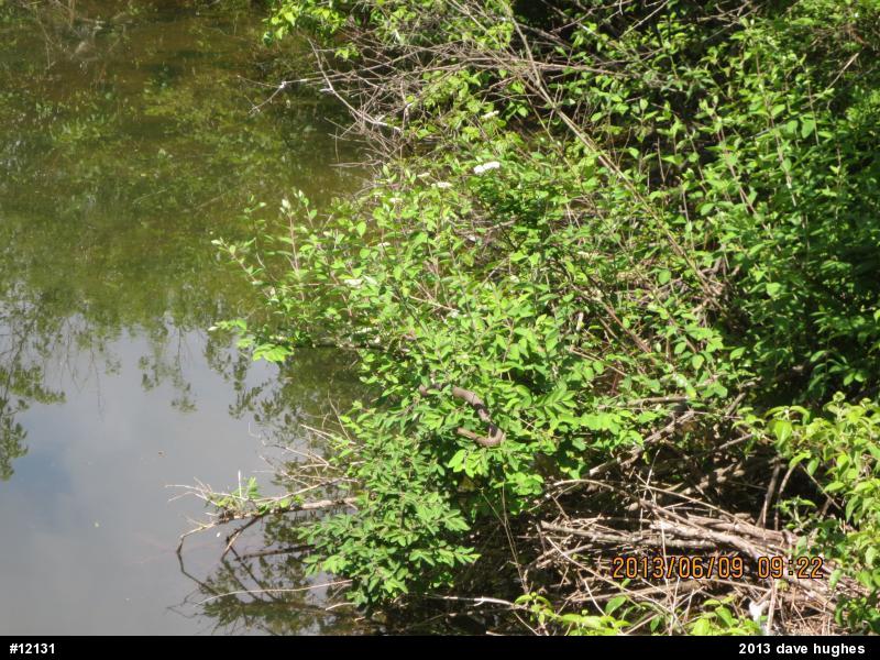 Northern Watersnake