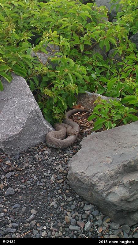 Northern Watersnake