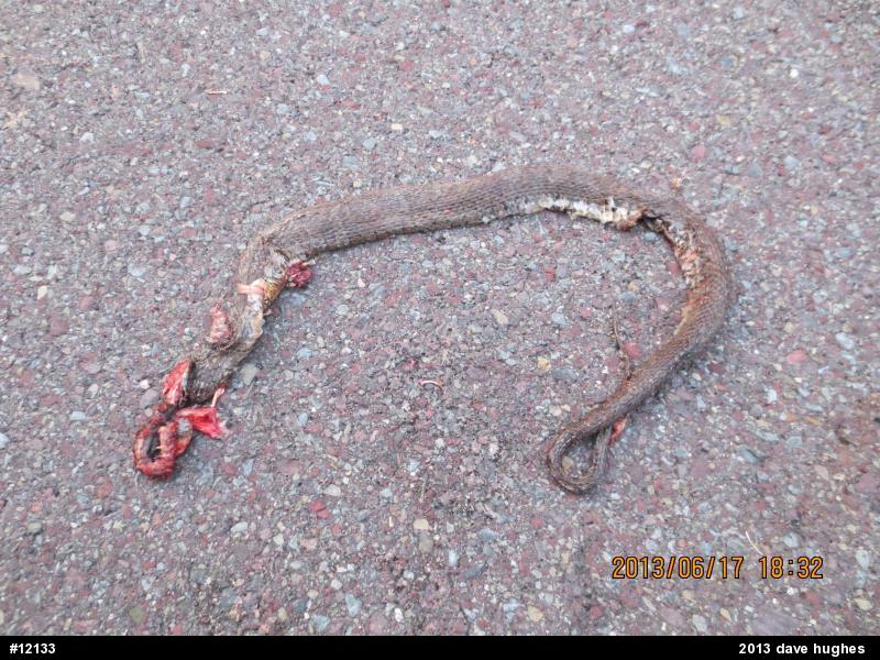 Northern Watersnake