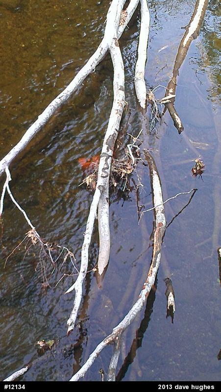 Northern Watersnake