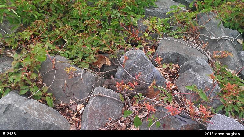 Northern Watersnake