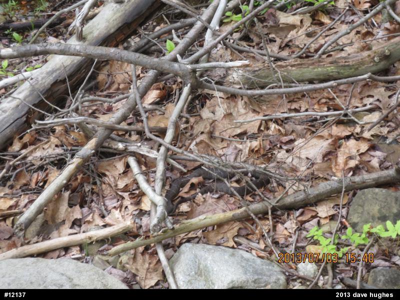 Northern Watersnake
