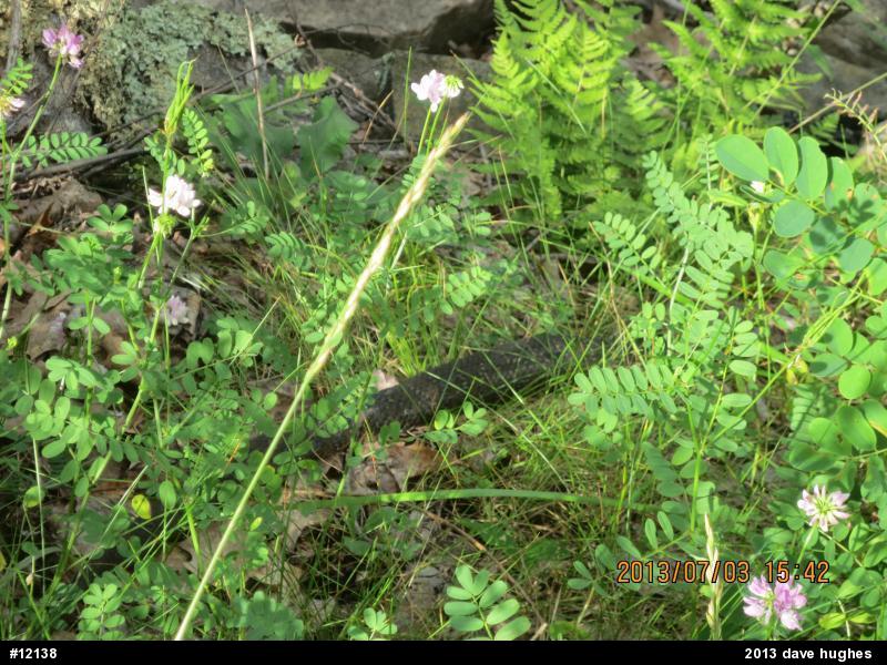 Northern Watersnake