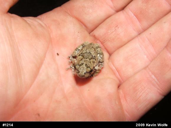 Gray Treefrog