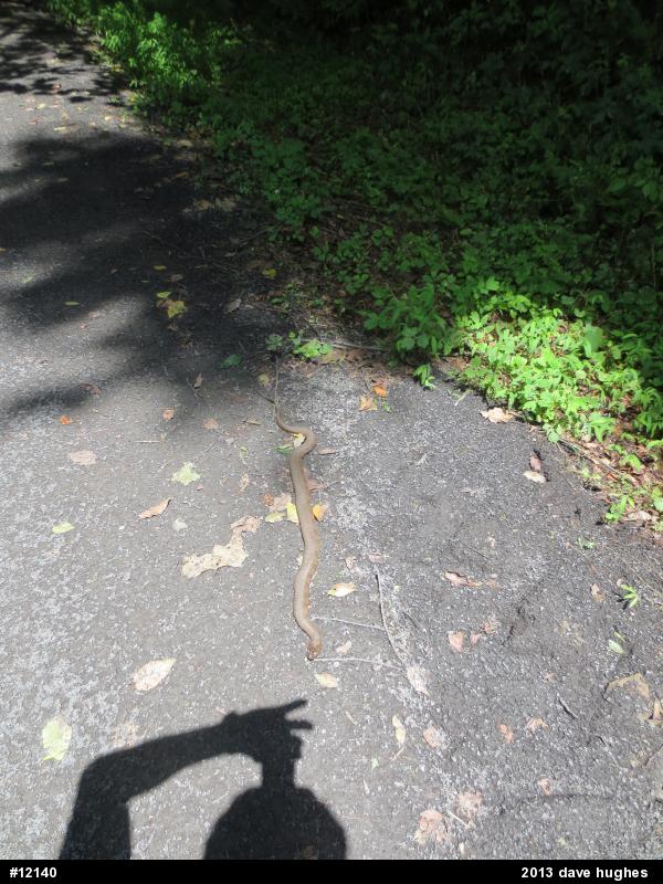 Northern Watersnake