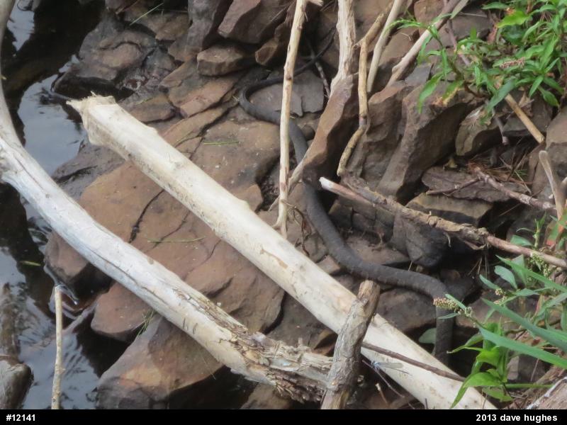Northern Watersnake
