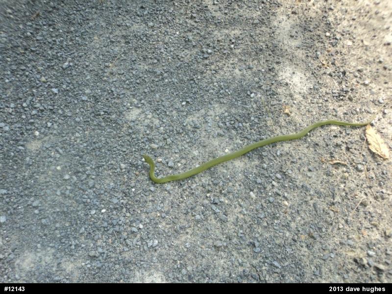 Smooth Greensnake