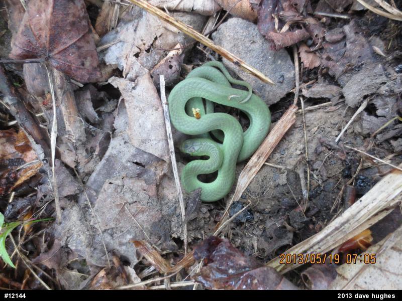 Smooth Greensnake