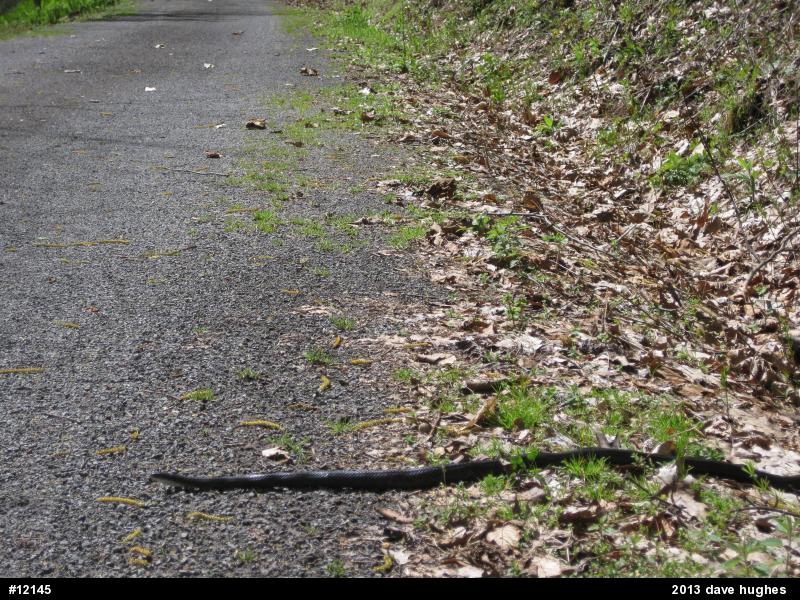 Eastern Ratsnake